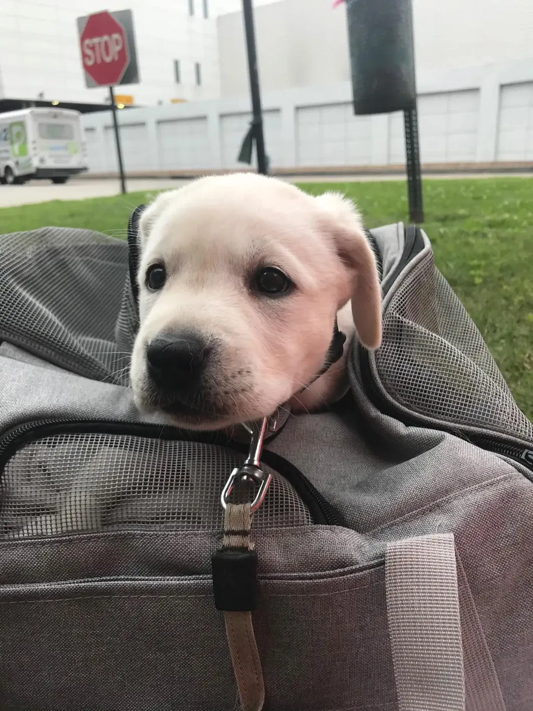 Pet Carrier Bag Hot Sale High Quality Durable Expandable Airline Approved Cat Bag Pet Cages Carrier for Travel