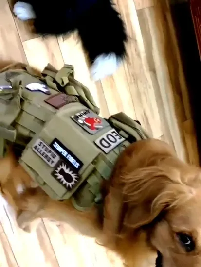 Manufacturer Large and Medium-Sized Dog Tactical Vest Molle Vest for Practical Training Dog Vest